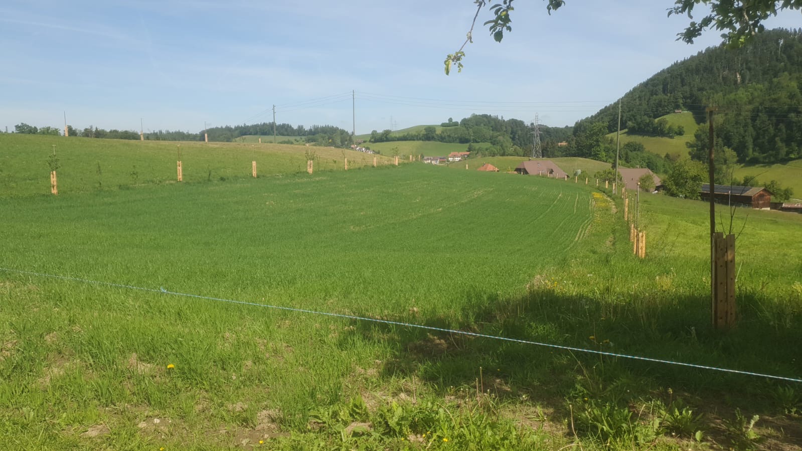 Agroforst auf der Horbermatt @PhilippRamseier