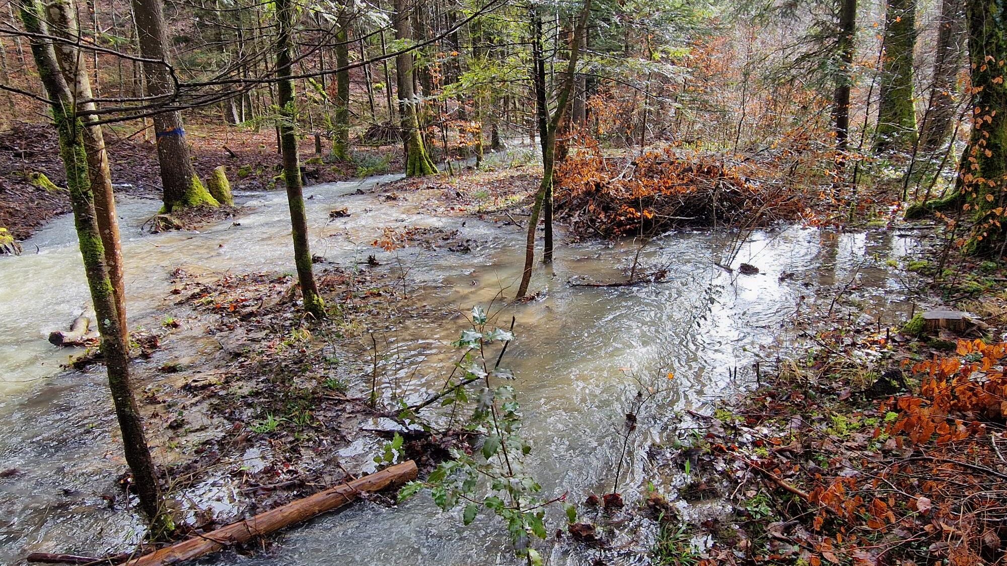 Wasserdurchfluss in einem Abschnitt des Auenwaldperimeters. Jürg Hunziker