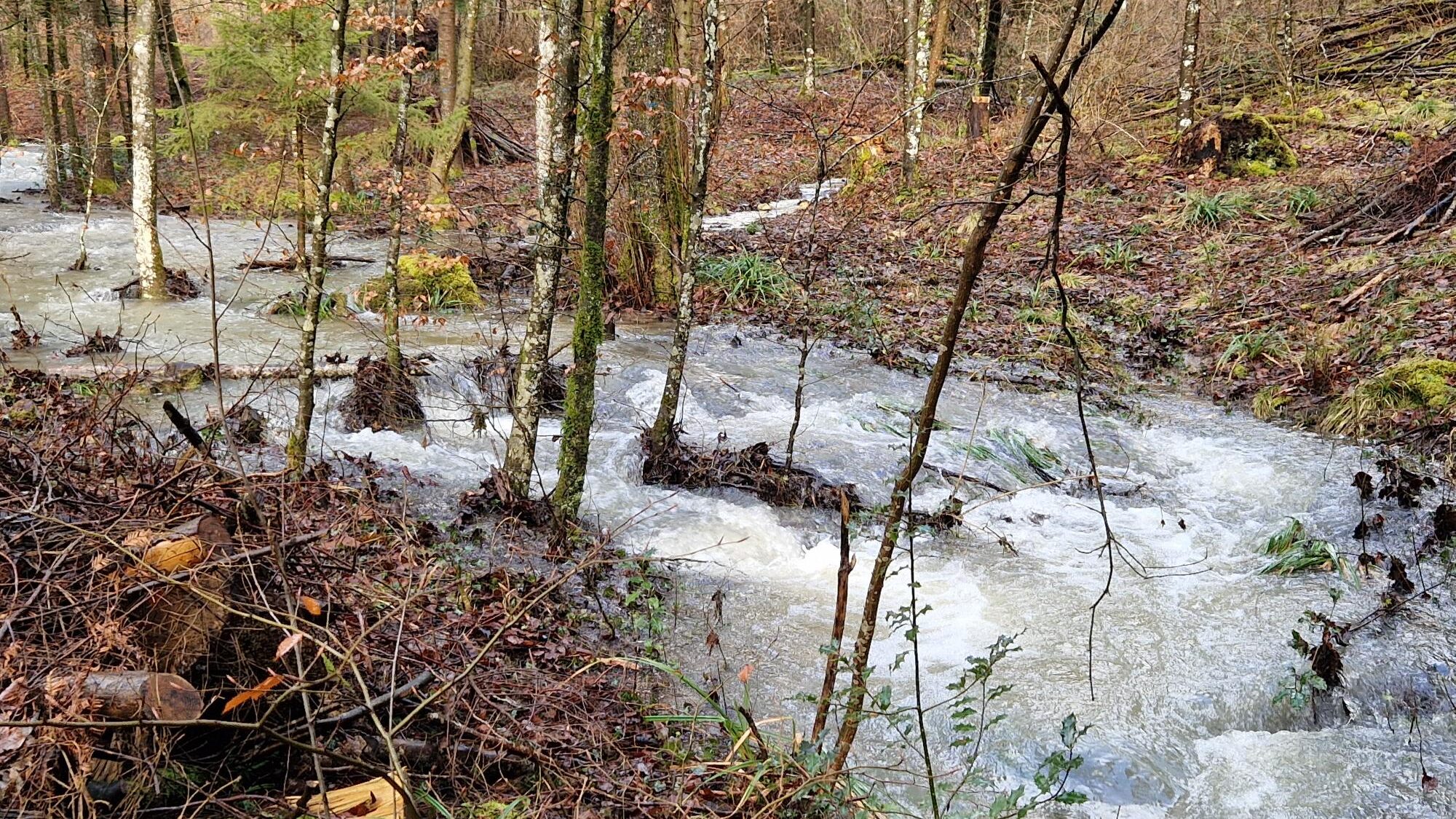 Die teilweise zu starke Strömung im Auenwald nach ausgiebigem Niederschlag. Jürg Hunziker