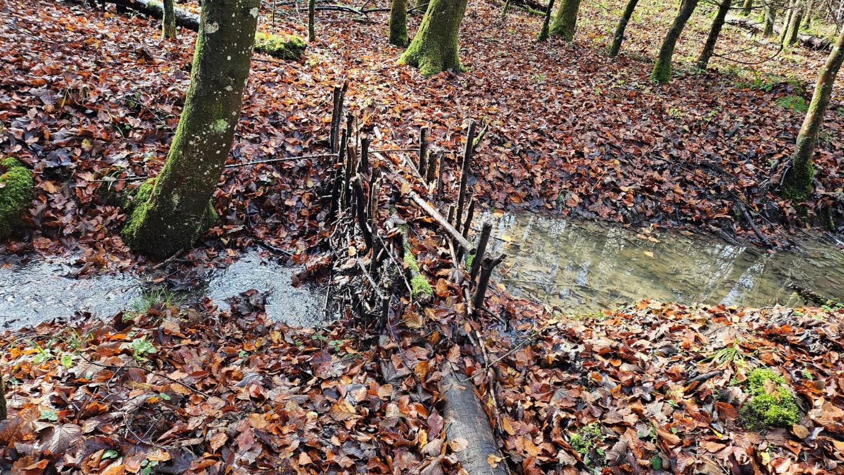 BDA an einem in den Steintobelbach mündenden Graben im November 2025