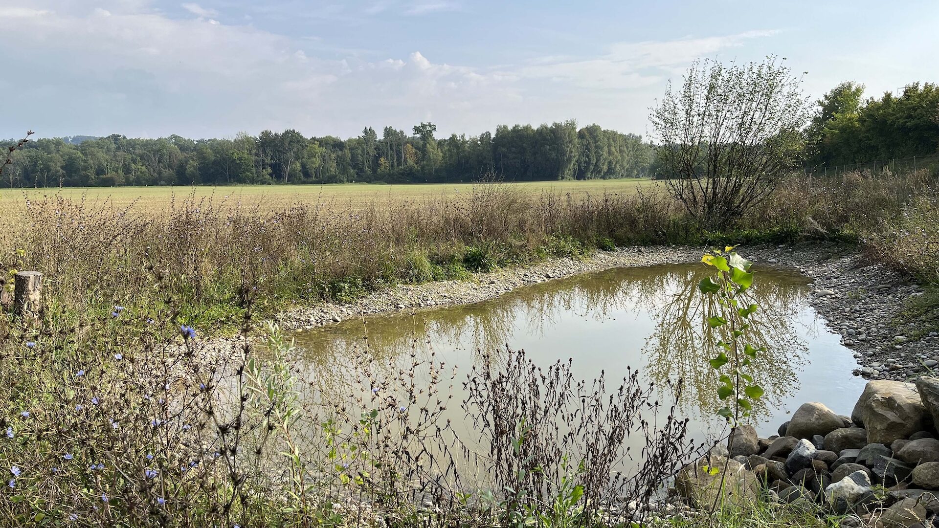 Brückenhabitat "Grund" nachher