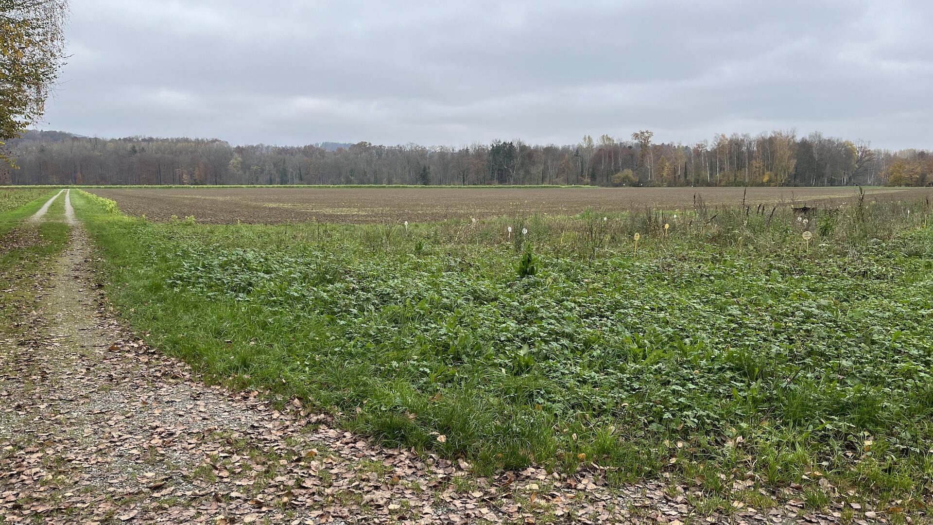 Brückenhabitat Standort "Grund" vorher