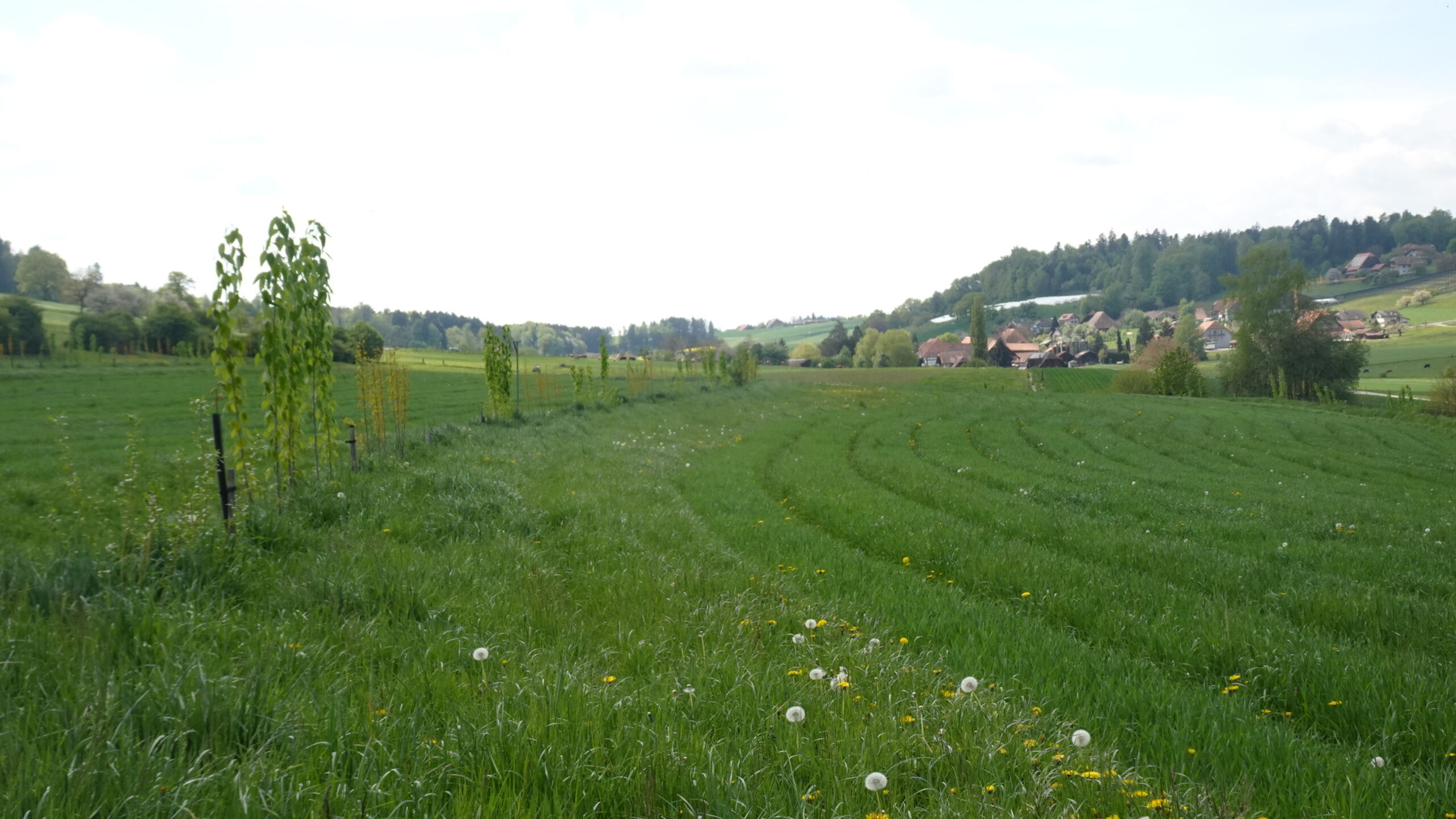 Permanente Fahrspuren in Dinkel im Beetanbau (rechts) @ChristophHauert