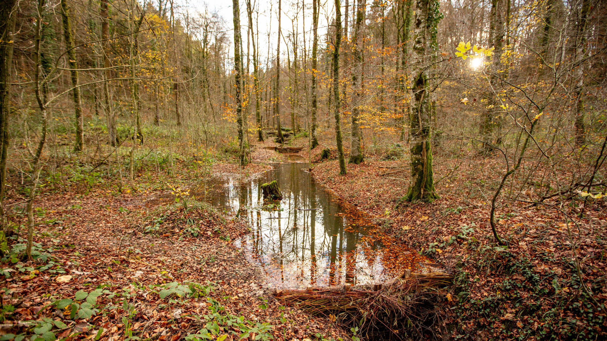 BDA's im Wald @apiasterGmbH